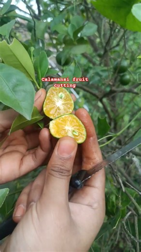 Calamansi fruit cutting 🤤😋#fruit #trendingshorts
