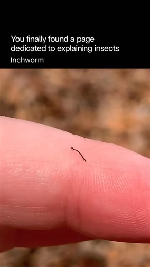 Explaining Insects 🦋 on Instagram: "The inchworm is a tiny, looping caterpillar known for its distinctive “measure-by-measure” movement. Instead of crawling smoothly, it arches its body into a loop, pulls its back end forward, then stretches out again — giving it the cute nickname “the measuring worm.” These caterpillars are the larvae of geometer moths, and their unique movement comes from having fewer prolegs than most caterpillars. Because of this, they move in that classic hump-and-s