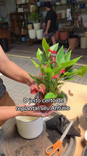 Como replantar Antúrio em vaso: o passo a passo completo de transplante e substrato ideal! 🌿🪴 ​Quer aprender a técnica certa para trocar seu Antúrio de vaso sem estressar a planta? Neste vídeo, mostramos como preparar a drenagem perfeita com argila expandida e TNT, fazer uma mistura leve de substrato com carvão, perlita e casca de arroz, e finalizar com a rega e cobertura de pedriscos. ​Se você quer dicas profissionais de jardinagem, quer aprender a cuidar de plantas ornamentais ou busca tutor