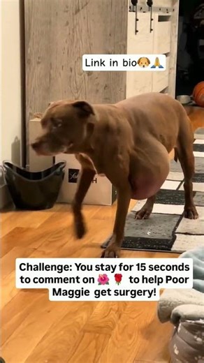 🐶💔 Every Step Hurts… Help Maggie Get the Surgery That Could Save Her Life 🙏