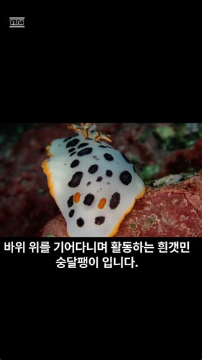 흰갯민숭달팽이 #무척추동물 #자연사 #scubadiving