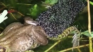 Frog Meat Production: Inside the Factory Where Millions of Frogs Are Raised and Processed