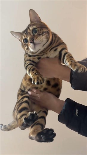 Decadent Double Row Delight at Home! ChefLeopard