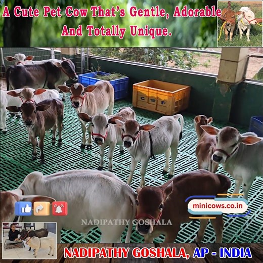 15K views · 605 reactions | A Cute pet Cow❤ that’s gentle, adorable,...