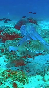 Cuttlefish mating #fbreelsvideo #viral #cuttlefish #virareels #RenzSpearfishing | Renz Spearfishing