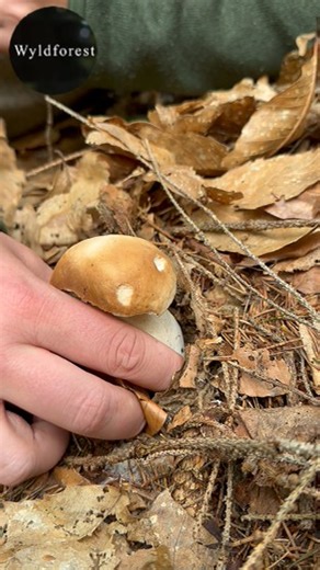🍄🌲✨ Porcini mushrooms are one of the most beloved wild mushrooms in the world, known for their rich, earthy aroma and meaty, nutty flavor. With their thick, creamy-white stalks and smooth brown caps, they’re easy to recognize and highly prized by chefs and foragers alike. When you find a porcini, the goal is to remove it gently without damaging the underground mycelium, the “root system” that allows new mushrooms to grow. Proper, gentle harvesting not only keeps your porcini in perfect cooking