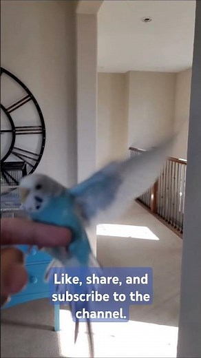 Bird flying in slow motion. Watch parakeet Drina fly onto my finger in slow motion. Wings flapping.