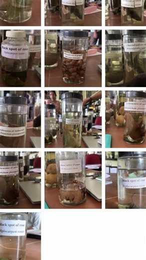 My gallery after pathology and entomology practical exam....😑