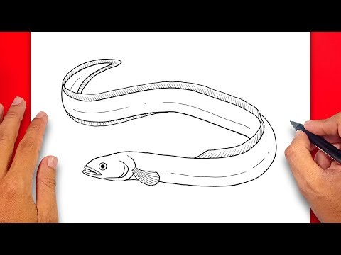 How to draw Eel - Easy Drawing Eel