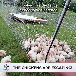 209K views · 4K reactions | The Chickens Are Escaping! | Abundant Permaculture | Facebook