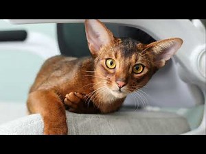 The Cat That Looks Wild but Loves Humans