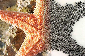 The 1,000-robot swarm — Harvard Gazette