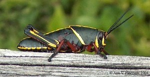 Romalea guttata - Alchetron, The Free Social Encyclopedia