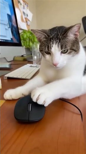 Funny Cat Discovers Computer Mouse and Chaos Ensues! 🐱💻 #shorts