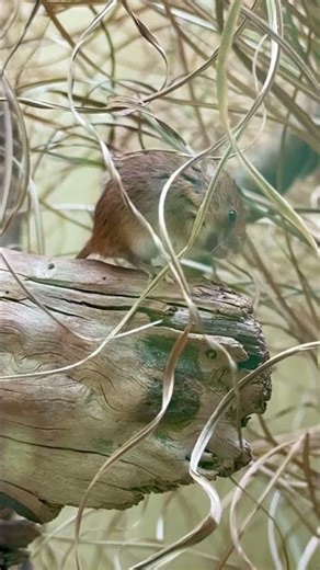 Die kleinste Maus im Zoo Zürich? 🐭🌿