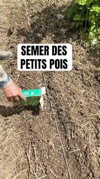 semer un max de petits pois #petitpois #jardin #jardinage #potager #legume #nature #conseil #astuce