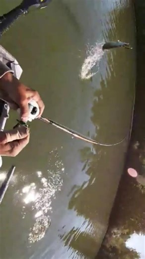 31.75" Musky (October 2021) #musky #muskyfishing #michigan #puremichigan #fishing