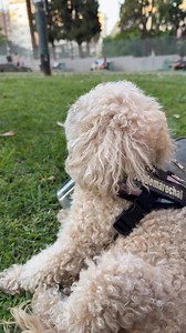 Tarde de relax #cocodemarechal | Coco de Marechal