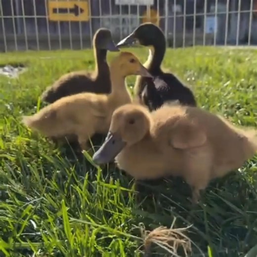 4.3K views · 68 reactions | Order now at www.metzerfarms.com and join the flock! 閭旅 #metzerfarms #afamilyhatchery #ducks #ducklings #waterfowl #geese #goslings #goose #mypetduck #mypetgoose #backyardflock #backyardducks #homesteadlife #homesteadding #quack #gooselover #ducklover #ducksofinstagram #homesteadersofinstagram #homesteadersofamerica #yourwaterfowlexperts #jointheflock | Metzer Farms | Facebook