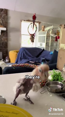 Dinosaurs That Are Still Alive Today