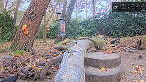 Forest Bird Feeder Cam