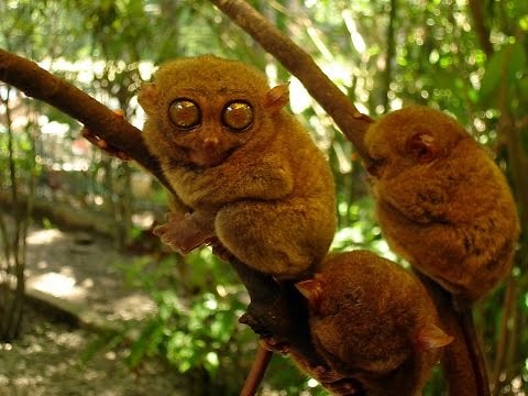 Tarsier Primate - The Littlest Alien
