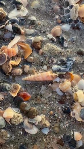 Started my morning off with finding an Auger shell! 🎉 Let’s walk! #beachwalks #letswalk #SunriseMagic #shellyeah | Brenda Torrey Photography