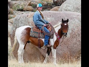 Paint Horse For Sale