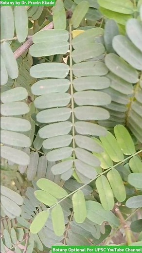 Pinnately Compound Leaf - Leaflets on Rachis - Lamina incision #leaf #leaves #leavespattern #leaflet