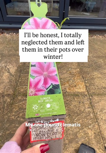 Clematis Awakening: Spring in the Garden