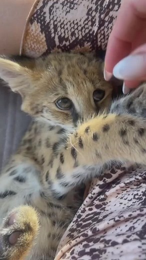 Adorable Serval and Savannah Cat Mix Baby Compilation