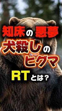 【巨大ヒグマ】知床の悪魔はなぜ犬を狙うのか？