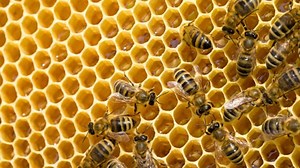 Watch This Fascinating Time-Lapse Of Hatching Bees