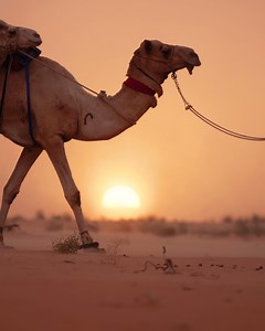 1.8K views · 26 reactions | Set out for an adventure in Saudi Arabia. #MadeWithRush | : Bryn North | Adobe Video | Facebook