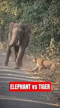 This Elephant Attack is Absolutely Insane 😰 #Wildlife #RawFootage