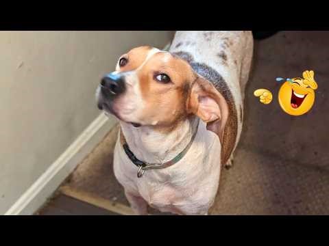 These Dog Videos of the Year Will Make You Laugh Way Too Hard 😂🐶