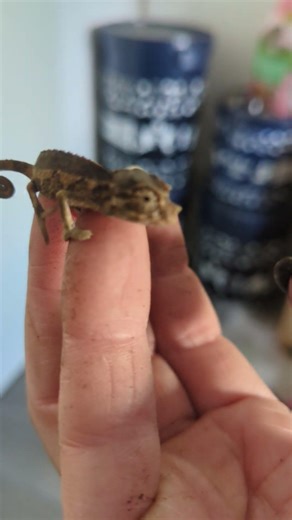 Baby Chamäleon 💛 | 🐍 Viking Reptiles #shorts