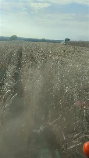 Out taking out some more corn after the rain delay. | Novak's Custom Harvesting