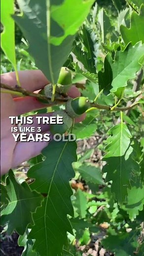 FASTEST growing oak tree in the US is probably the chinkapin oak, Quercus muehlenbergii