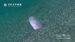 蔷薇颈鳍鱼，Iniistius verrens