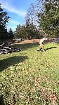 Simple Luring & Shaping | Puppy Foundations