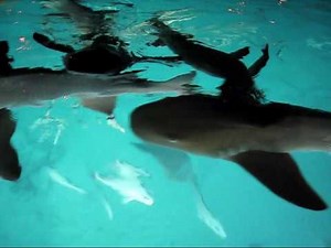 Deep See Lights 150 watt hid underwater azimut pershing yacht lights light