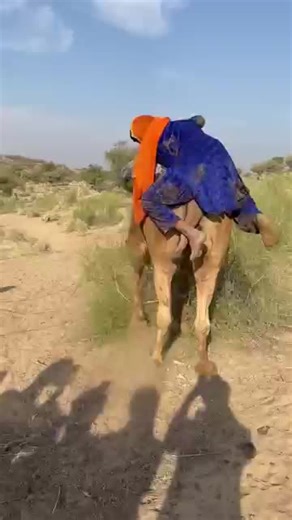 Exploring the Majestic Camels of the Sahara Desert