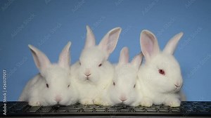 HD Video of three baby albino bunny rabbits sitting at a computer keyboard as if looking at the screen looking around Fun animal antics.