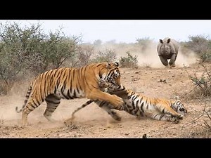 Tiger Pays The Price After Losing Against a Rhino