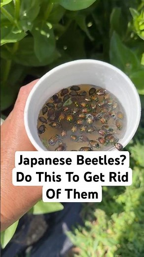How to Get Rid of Japanese Beetles