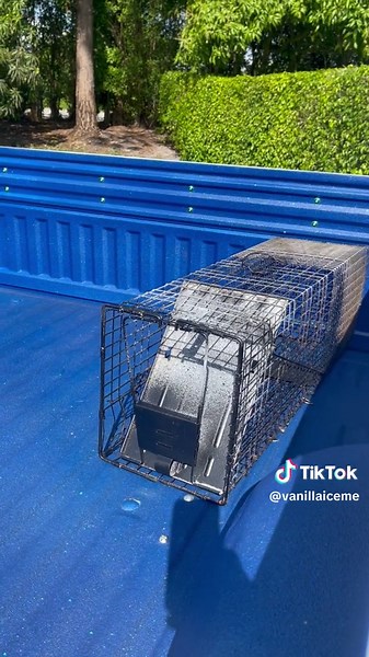 Is a hard truck to find, 1997 crew cab Ford F350. It took me two years to find one. This is one of the legendary OBS trucks #Obs #OldBodyStyle #GoNinjaGoNinjaGo #BigBlue