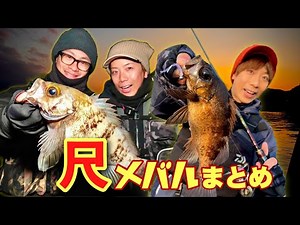 【でかメバル総集編】尺オーバーの捕獲回をまとめたら神回になってしまった❗️