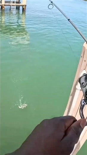 😂 Couldn’t Escape These MONSTER Catfish!! | Non-Stop Action Dock Fishing Marco Island Florida 🎣🐟