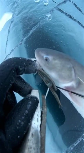 Frozen barrier split apart.AI-generated cinematic scene.#FrozenLife #AIGenerated